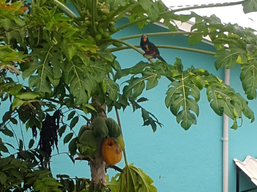 Cabinas Tropicales Пуэрто-Хименес Экстерьер фото